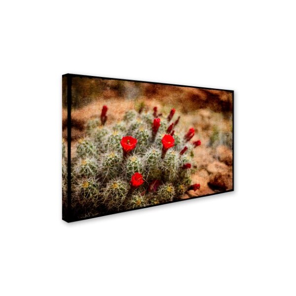 LightBoxJournal 'Desert Flower 3' Canvas Art,30x47